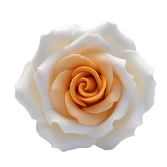 Fehér-narancssárga óriás rózsa cukormasszából - Lumea