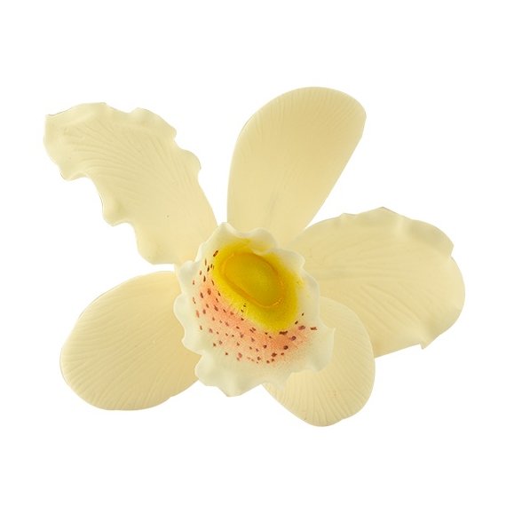 Krém színű orchidea cattleya XL cukormasszából - Lumea