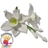 Liliom bibe, 180 db. - Wilton
