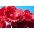 Nagy piros mákvirág cukormasszából - Lumea
