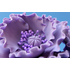 Kicsi lila mákvirág cukormasszából - Lumea